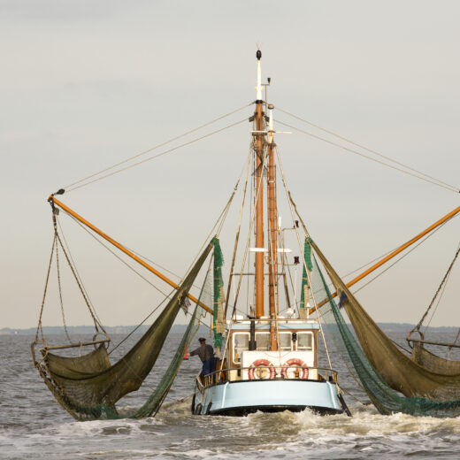 De bijsmaak van de garnaal