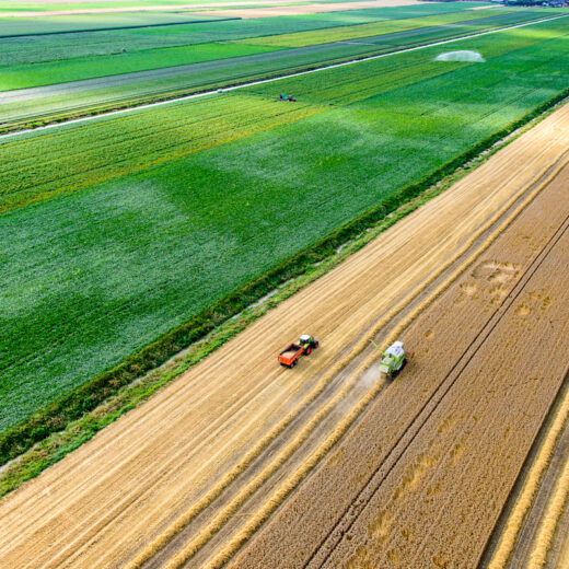 Dit kunnen we doen om de biodiversiteit in Nederland te herstellen