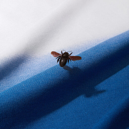 Hoe de insecten verdwenen (en we ze weer terugkrijgen)