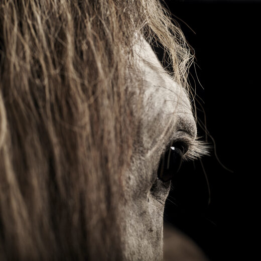 ADHD-therapie met behulp van paarden: niet bewezen, wel vergoed