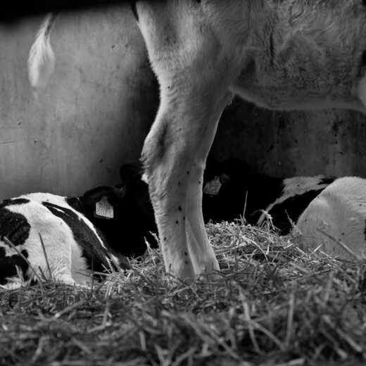 Microbrouwer Jaapje 439: biologische speciaalmelk, rechtstreeks uit de uier
