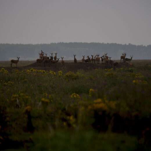 De Oostvaardersplassen tonen ons: de natuur, die doet maar wat