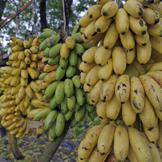 De supermarkten zijn (eindelijk) om: fatsoenlijk loon voor bananenwerkers