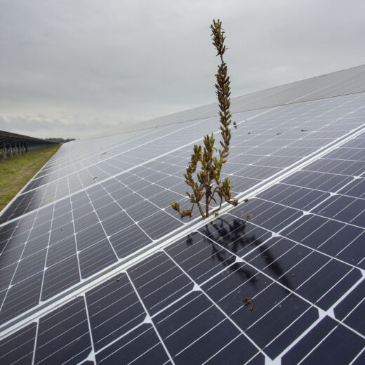 Hoe de energietransitie ten koste gaat van de biodiversiteit (en wat we daaraan kunnen doen)