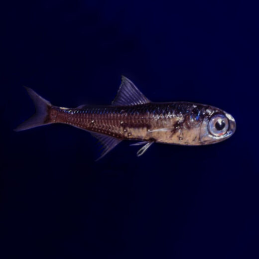 Genoeg vissen in de zee om eens wat anders te eten dan zalm of tonijn