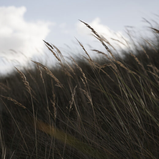 Kunnen we de natuur helpen door er een prijskaartje aan te hangen?