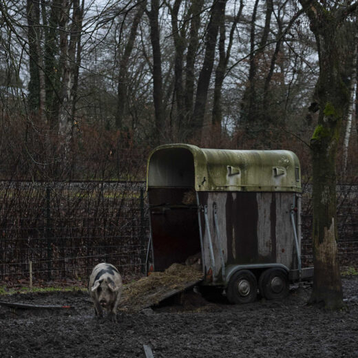 Trumpiaanse taferelen in de polder