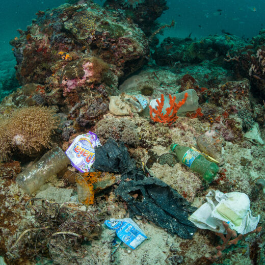 Maria Westerbos van Plastic Soup Foundation: ‘Plastic zit in je hersenen, in je bloed, in je baarmoeder’