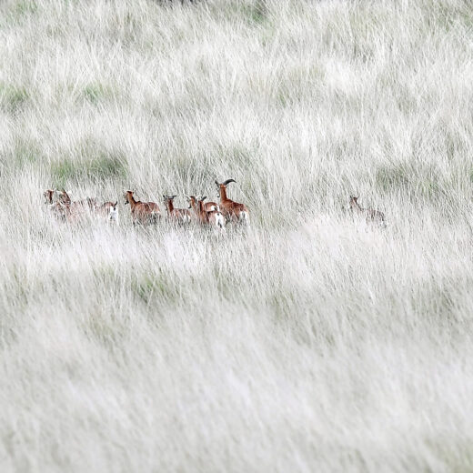 Als we de natuur werkelijk willen beschermen, moet ze eigen rechten krijgen