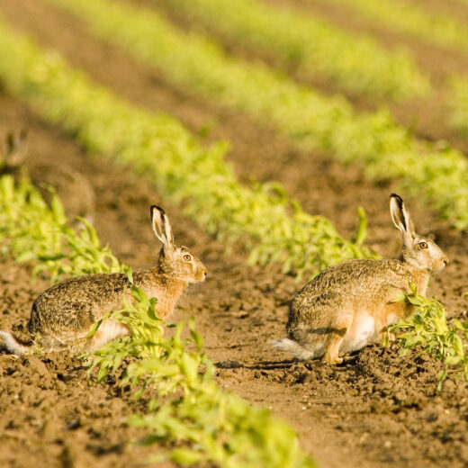 De mens moet in relatietherapie met de natuur, zegt deze hoogleraar