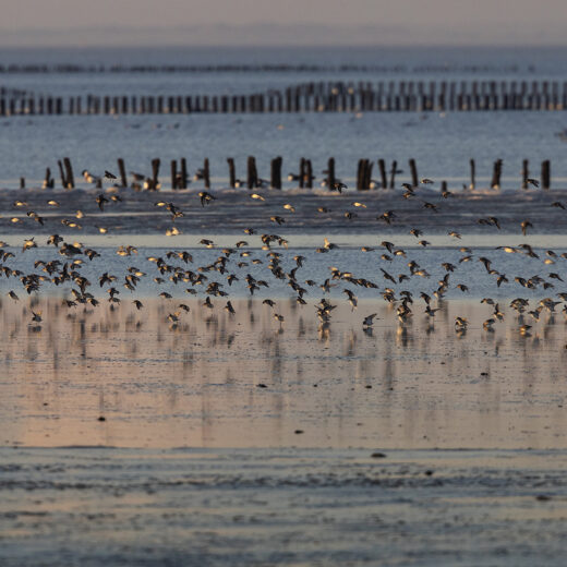 Willen we de Waddenzee behouden, moet onze omgang met het gebied wezenlijk veranderen