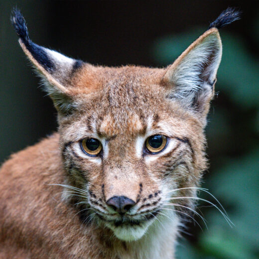 Eerst de wolf, nu de lynx: kan de kat terugkeren naar Nederland?