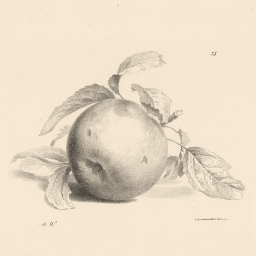 Valt de appel ver van de boom?